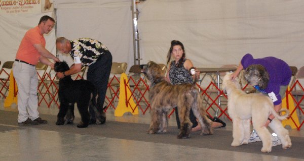 Puppy Classa.jpg - 40.02 K